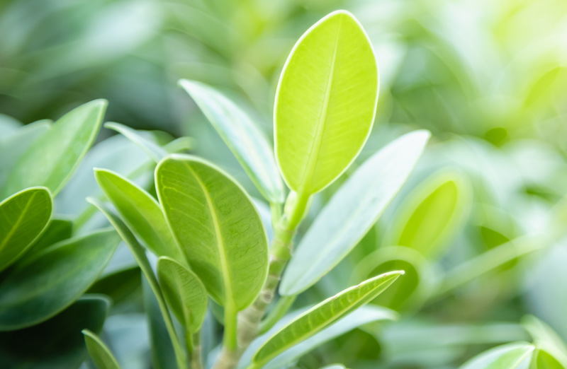 green foliage